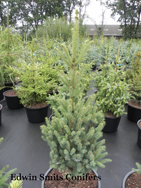 Picea glauca 'Fastigiata'